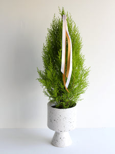 Lime Cypress Mini Tree In Speckled Ceramic Pot