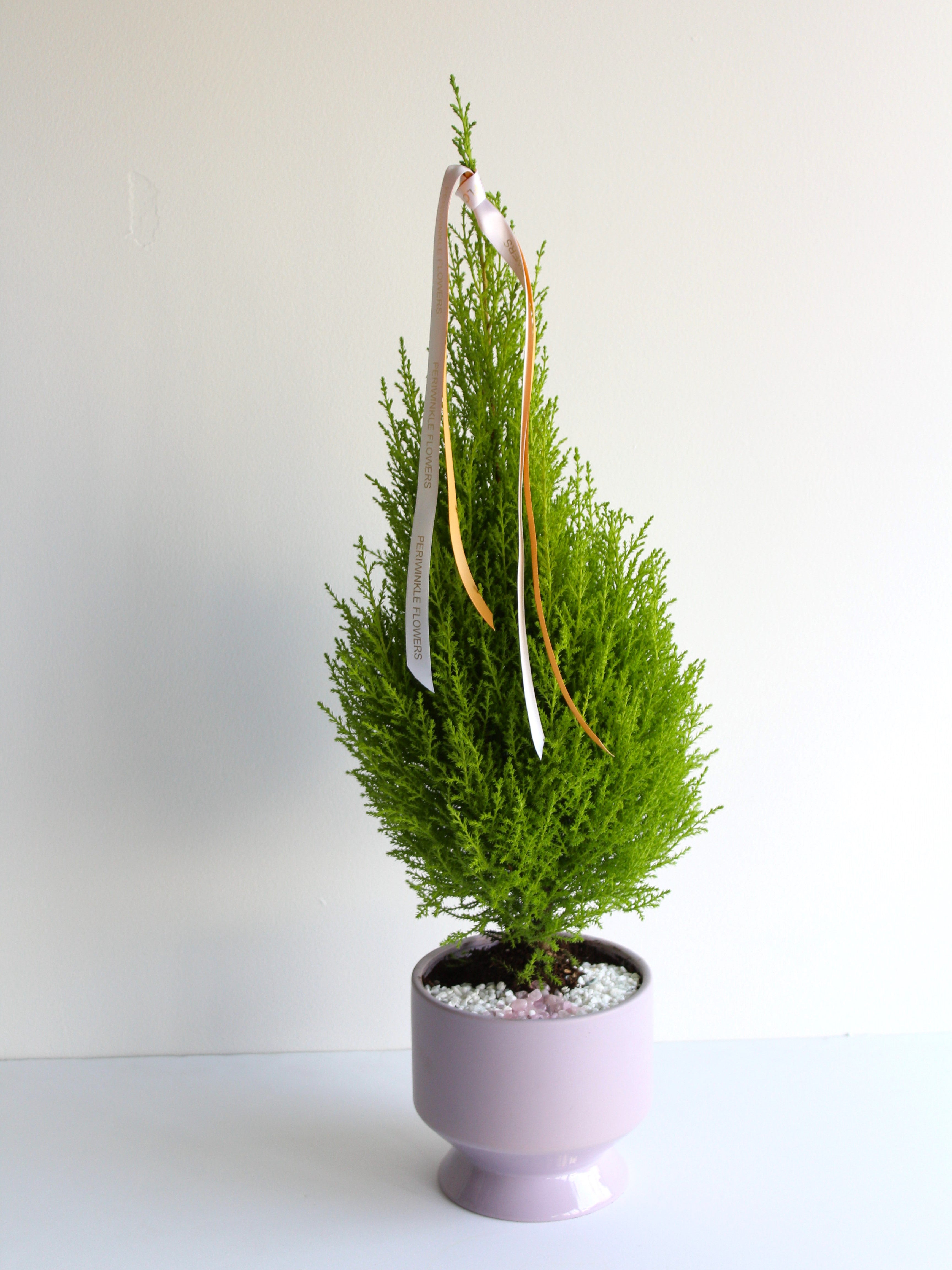 Lime Cypress Mini Tree In Pastel Ceramic Pot