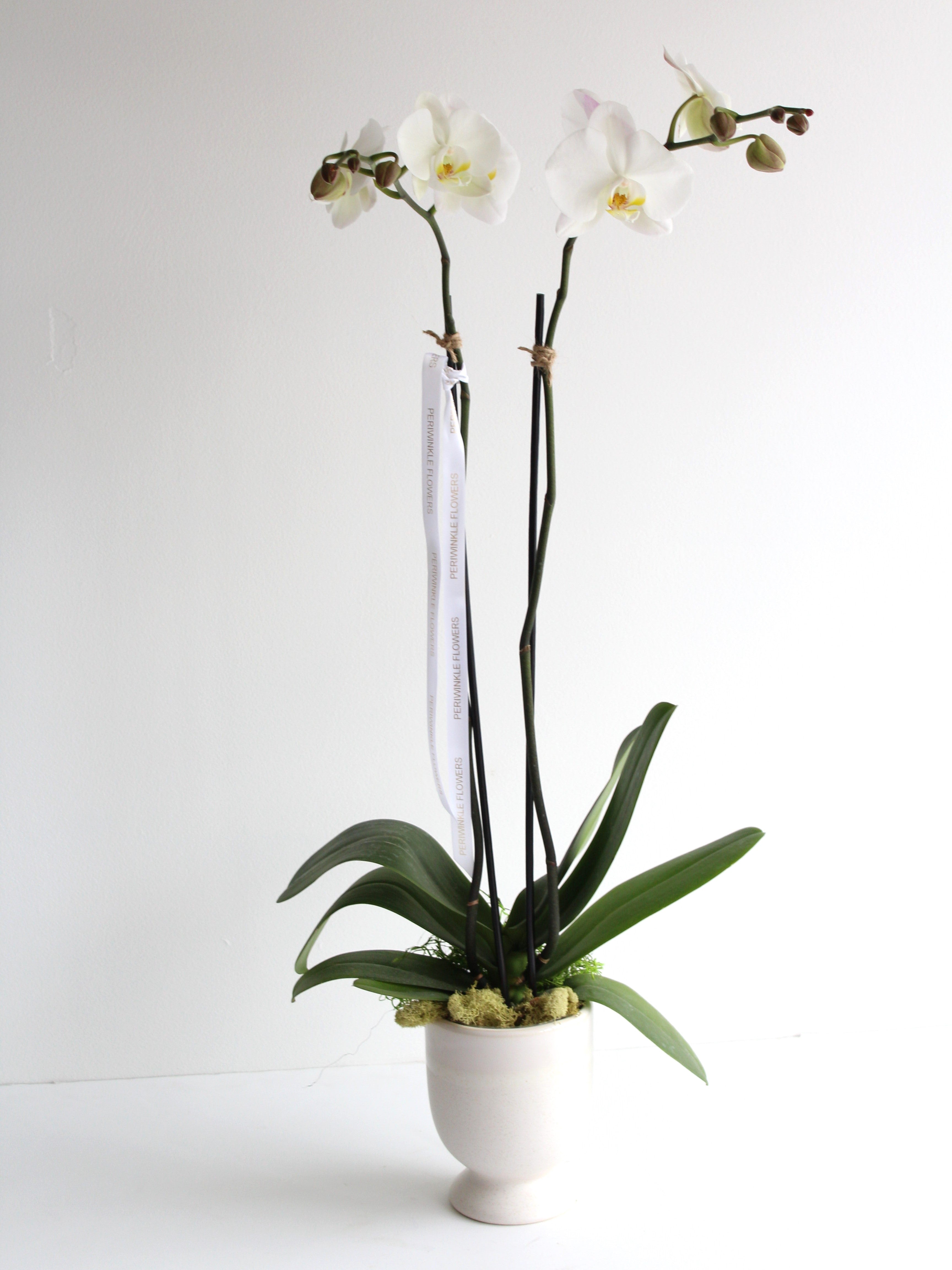 Single Phalaenopsis Orchid in White Footed Ceramic