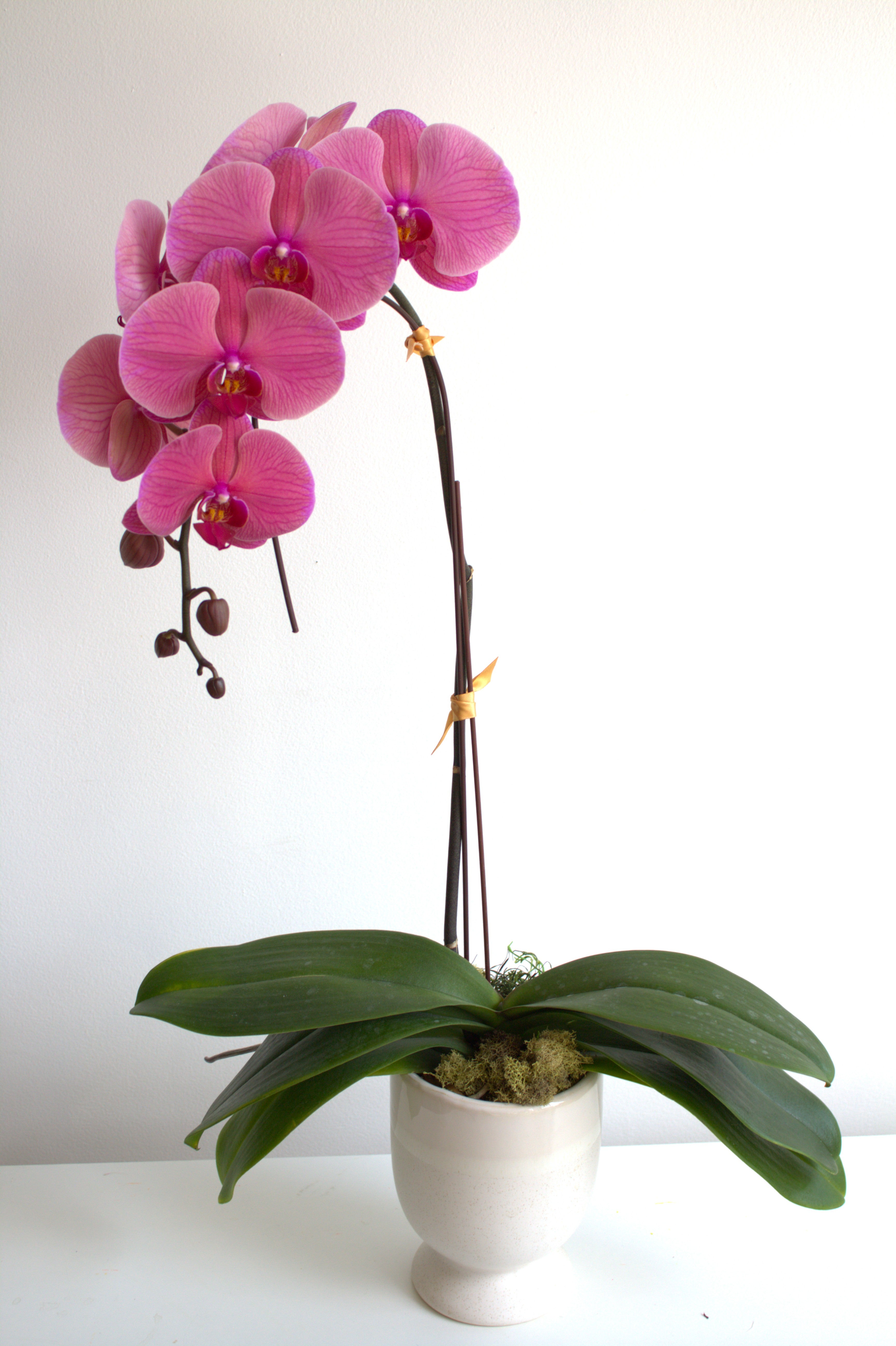Pink Phalaenopsis Orchid in White Footed Ceramic