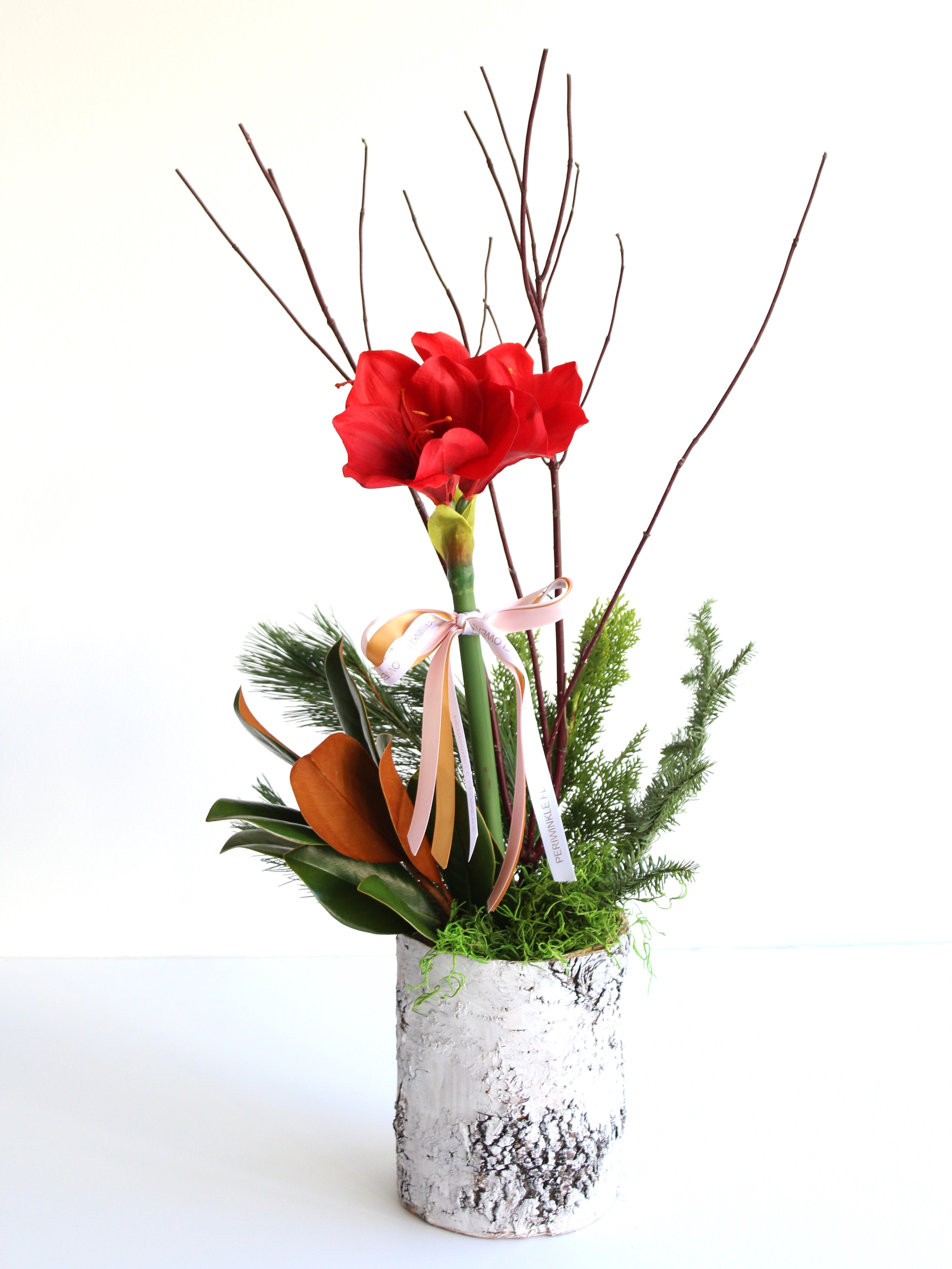 Single Potted Amarylis With Winter Greenery