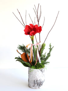 Single Potted Amarylis With Winter Greenery