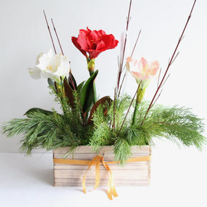 Three Potted Amarylis in Wooden box