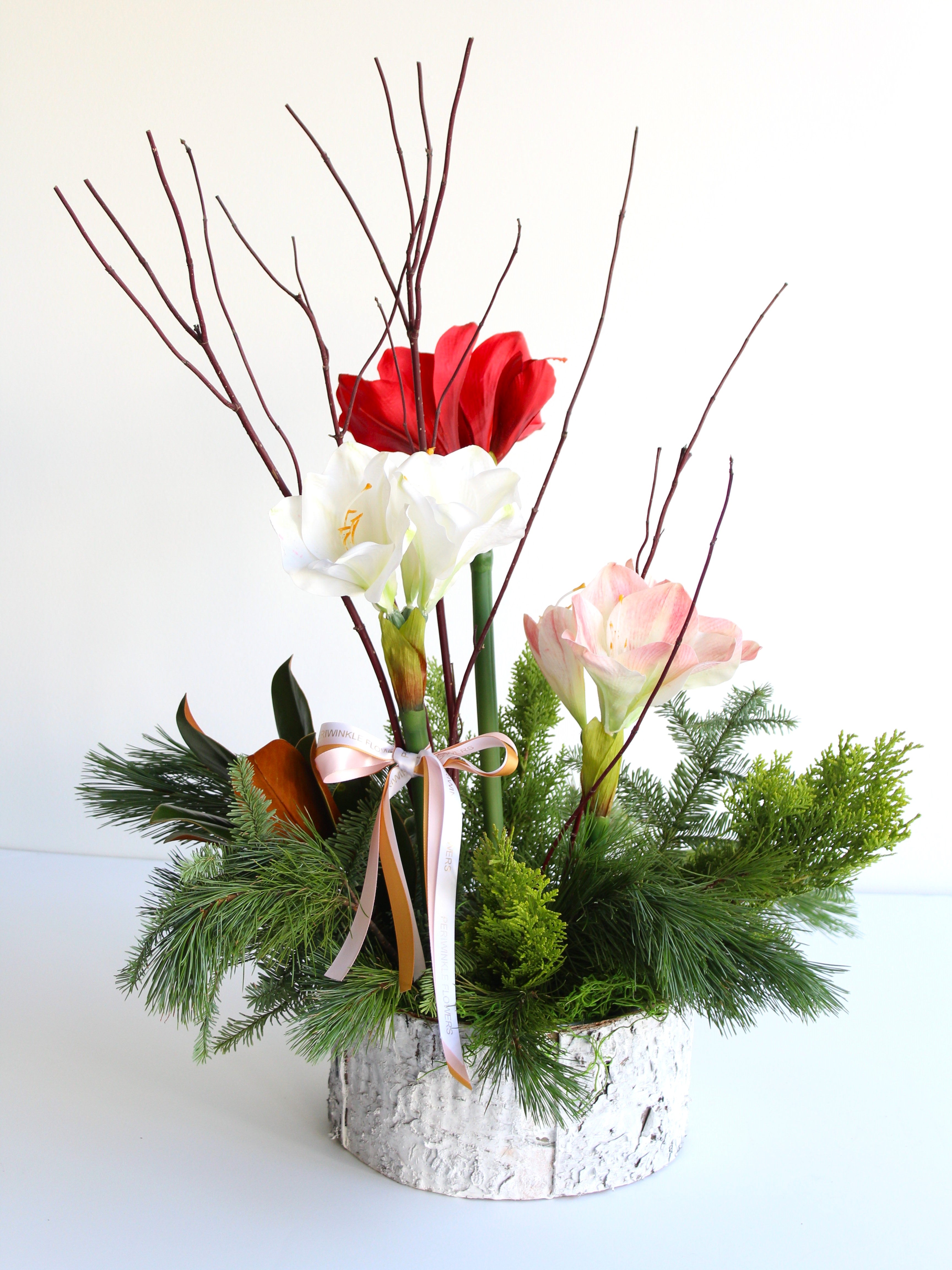 Three Potted Amarylis With Winter Greenery