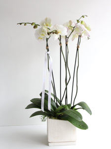 Double Potted Orchid in Geometric Ceramic