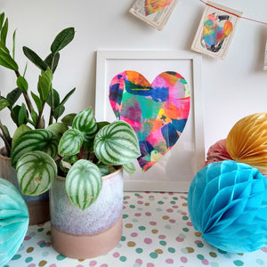 Watermelon Pepperomia Desktop houseplant