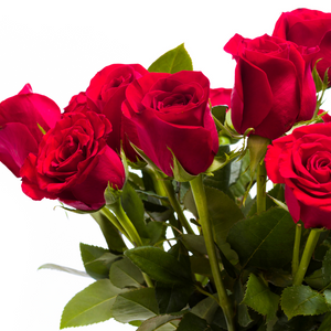 Red Roses by the Dozen (3 sizes available)